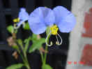 Little Blue Flowers grow wild throughout the yard