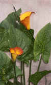 Calla Lillys in the yard