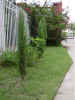 3 ItalianCypress trees,Baring Fig Tree,Crepe Murtle Tree by driveway
