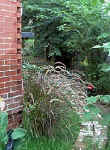 Ornamental grass adorns the Entrance to south patio from the driveway