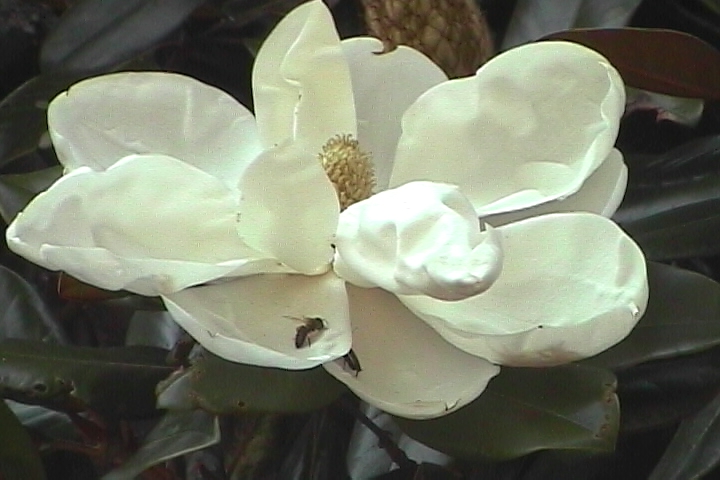 One of the many fragrant Magnolia tree flowers in the yard.