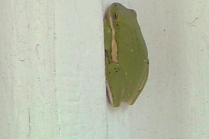 Tiny Tree Frog asleep on one of the Columns. It was a good place to hide from the birds.